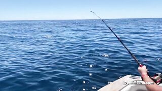 Кап Кана - дорадо и барракуды в улове