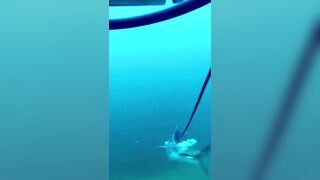 Isla Mujeres (Исла-Мухерес), Мексика подводная охота у рифа