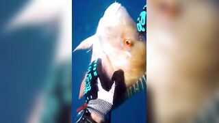 Isla Mujeres (Исла-Мухерес), Мексика подводная охота у рифа