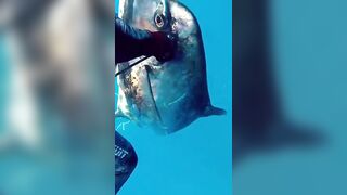 Isla Mujeres (Исла-Мухерес), Мексика подводная охота у рифа