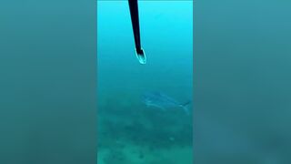 Isla Mujeres (Исла-Мухерес), Мексика подводная охота у рифа