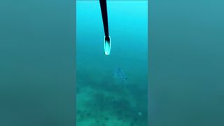 Isla Mujeres (Исла-Мухерес), Мексика подводная охота у рифа