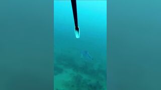 Isla Mujeres (Исла-Мухерес), Мексика подводная охота у рифа