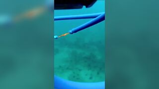 Isla Mujeres (Исла-Мухерес), Мексика подводная охота у рифа