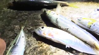 Морская рыбалка в Сочи: ставридка и береговой спин с мола