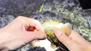Морская рыбалка в Сочи: ставридка и береговой спин с мола
