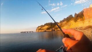 Голубая бухта, Геленджик - рокфиш у берега, 09.2016