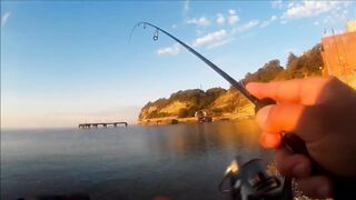 Голубая бухта, Геленджик - рокфиш у берега, 09.2016