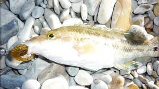 Голубая бухта, Геленджик - рокфиш у берега, 09.2016