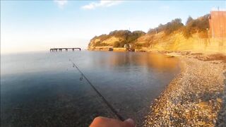 Голубая бухта, Геленджик - рокфиш у берега, 09.2016