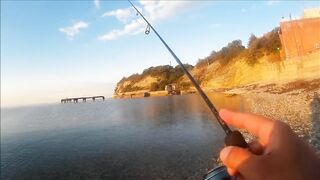 Голубая бухта, Геленджик - рокфиш у берега, 09.2016