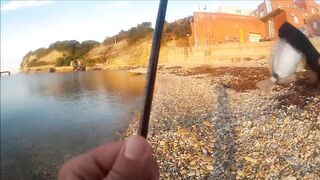 Голубая бухта, Геленджик - рокфиш у берега, 09.2016