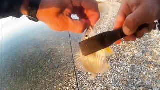 Голубая бухта, Геленджик - рокфиш у берега, 09.2016