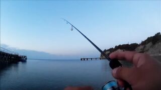 Голубая бухта, Геленджик - рокфиш у берега, 09.2016