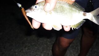 Голубая бухта, Геленджик - рокфиш у берега, 09.2016