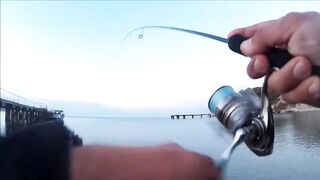 Голубая бухта, Геленджик - рокфиш у берега, 09.2016