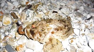 Голубая бухта, Геленджик - рокфиш у берега, 09.2016