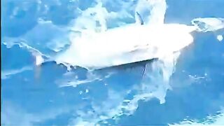 Хотел поймать нормальную рыбу после нырялки