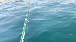 Ялта и Кацивели - луфарь и ставрида у берега, 29.10.21