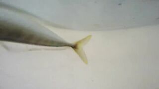 Крым и Коктебель, рыбалка у Золотых Ворот