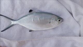 Lara Beach (Лара, Анталья, Турция) - береговая рыбалка