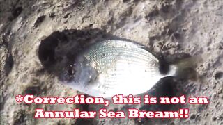 Lara Beach (Лара, Анталья, Турция) - береговая рыбалка