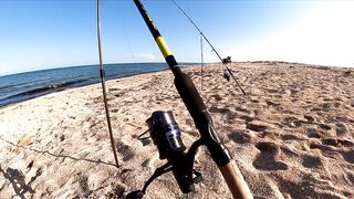 Азовское море: калкан и ставрида у берега