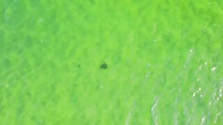 Азовское море: калкан и ставрида у берега