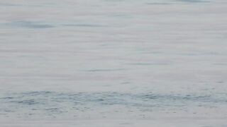 Азовское море: калкан и ставрида у берега