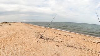 Азовское море: калкан и ставрида у берега