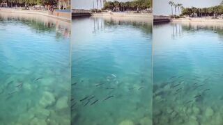 Turgutreis (Тургутреис), Bodrum (Бодрум): береговая рыбалка и свал