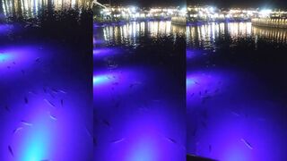 Turgutreis (Тургутреис), Bodrum (Бодрум) как подойти к берегу и свалу?