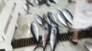 Quriyat (Курият), Оман - рыбный рынок и морская жизнь 2017