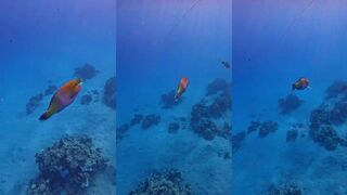 Makadi Bay (Макади-Бей) Египет рыба-попугай у рифа и чистая вода