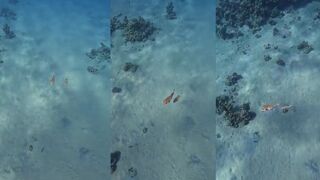 Makadi Bay (Макади-Бей). Иглобрюх и мальки у берега.