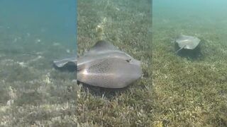 Makadi Bay (Макади-Бей) Египет подводные кадры и рыбалка у рифа