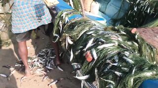 Pasikuda (Пассикуда), Шри-Ланка: пляж и жизнь рыбаков у берега