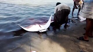 Pasikudah (Пассикуда), Шри-Ланка береговая рыбалка и чистая вода