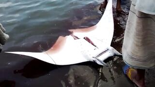 Pasikudah (Пассикуда), Шри-Ланка береговая рыбалка и чистая вода