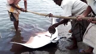 Pasikudah (Пассикуда), Шри-Ланка береговая рыбалка и чистая вода