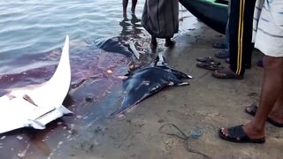 Pasikudah (Пассикуда), Шри-Ланка береговая рыбалка и чистая вода