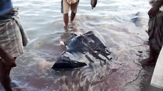 Pasikudah (Пассикуда), Шри-Ланка береговая рыбалка и чистая вода