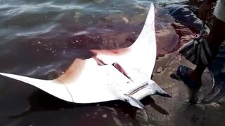 Pasikudah (Пассикуда), Шри-Ланка береговая рыбалка и чистая вода