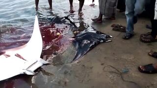 Pasikudah (Пассикуда), Шри-Ланка береговая рыбалка и чистая вода