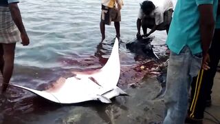 Pasikudah (Пассикуда), Шри-Ланка береговая рыбалка и чистая вода