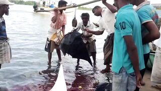 Pasikudah (Пассикуда), Шри-Ланка береговая рыбалка и чистая вода