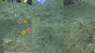 Padangbai (Падангбаи, Бали), рыба-ёж у рифа и спокойная вода