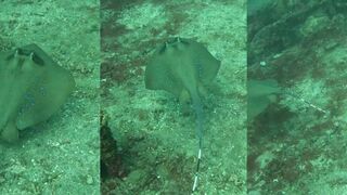 Padangbai (Падангбаи), Бали - голубой хвостокол у рифа