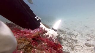 Padangbai (Падангбаи), Бали: защита рыбы у пирса, лето 2019