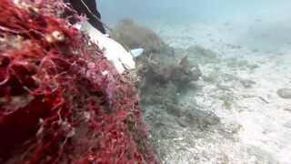 Padangbai (Падангбаи), Бали: защита рыбы у пирса, лето 2019